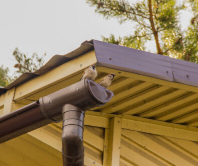 A,Sparrow,Sits,On,A,Gutter,Near,The,Roof,Against