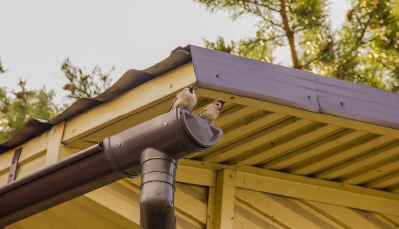 A,Sparrow,Sits,On,A,Gutter,Near,The,Roof,Against