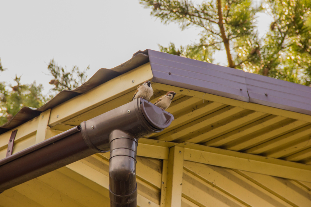 A,Sparrow,Sits,On,A,Gutter,Near,The,Roof,Against